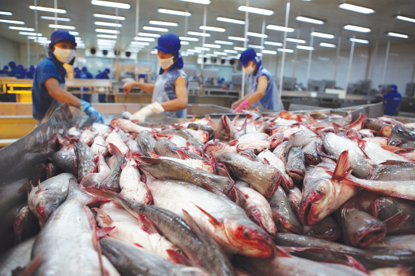 Xuất khẩu cá tra sang Hoa Kỳ sẽ tăng mạnh trong thời gian tới